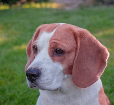 beagle mesafe içine bakarak