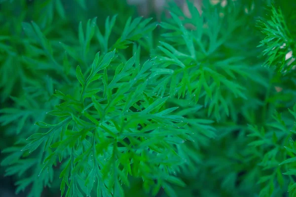 Carrot Tops Summer Noon — Stock Photo, Image