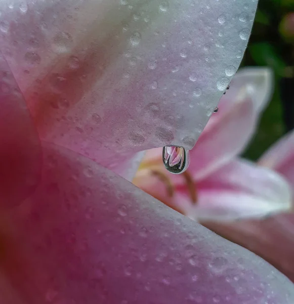 the reflection of the lilies in the rain drop on the petal