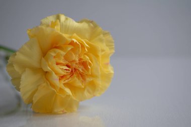 beyaz backgound üzerinde sarı karanfil