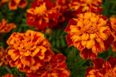 parlak sarı-turuncu sonbahar çiçekleri