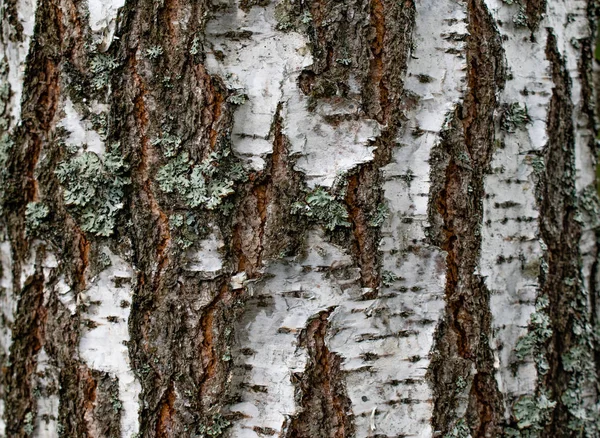 粗糙的桦树树皮的纹理 — 图库照片