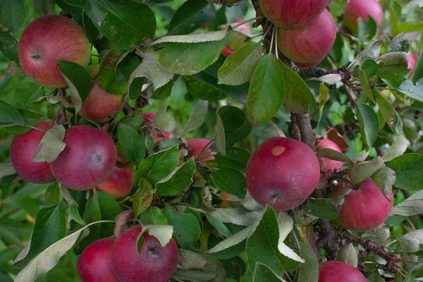 Manzanas Rojas Cuelgan Las Ramas — Foto de Stock