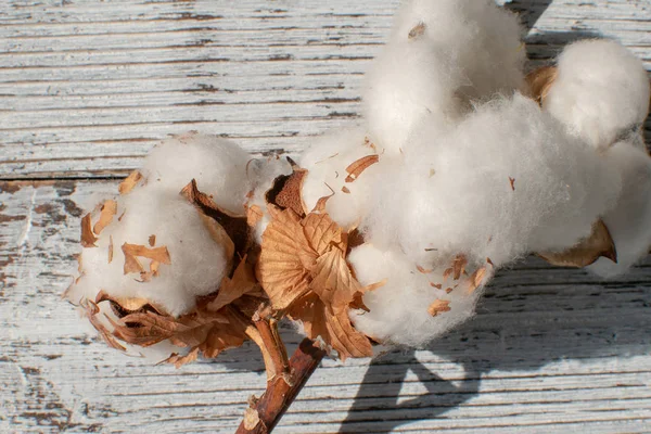 ahşap masa üzerinde pamuk çiçek closeup