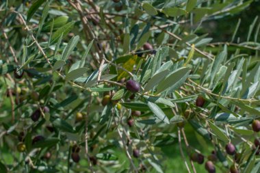 Siyah meyveli zeytin ağacı