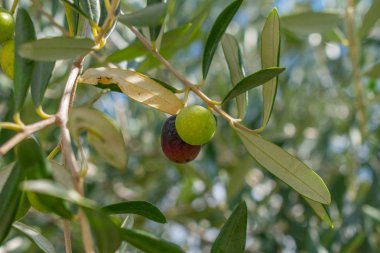 Bir dalda, yeşil zeytin.