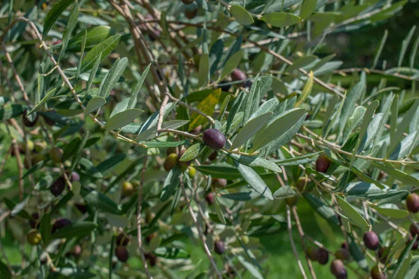 Siyah meyveli zeytin ağacı