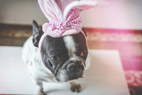 Portrait of dog with rabbit hat