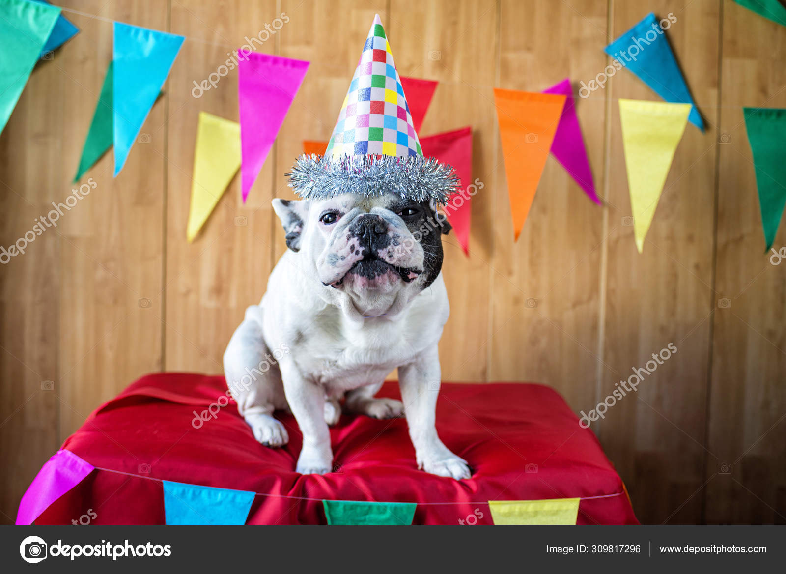 Dog dressed for party Stock Photo by ©kiko_jimenez 309817296