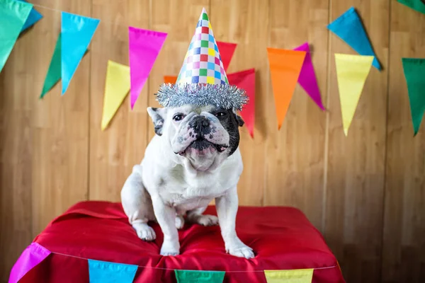 Собака одягнений для вечірки — стокове фото