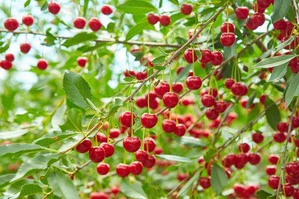 在夏天的树枝上成熟的多汁浆果樱桃 丰厚的收获 — 图库照片