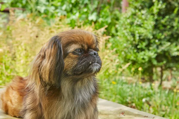 Retrato Lindo Perro Pekinés Encuentra Jardín Verano —  Fotos de Stock