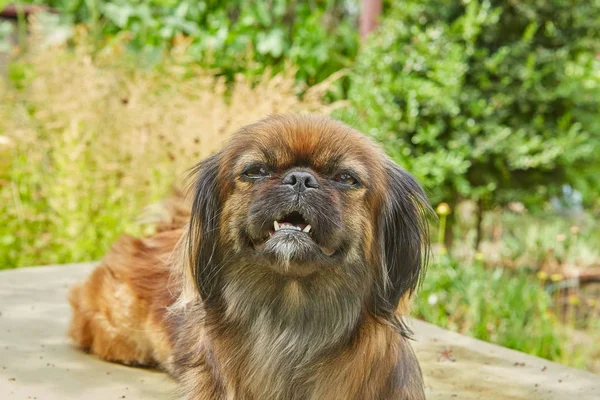 Retrato Bonito Pekingese Cão Encontra Jardim Verão — Fotografia de Stock