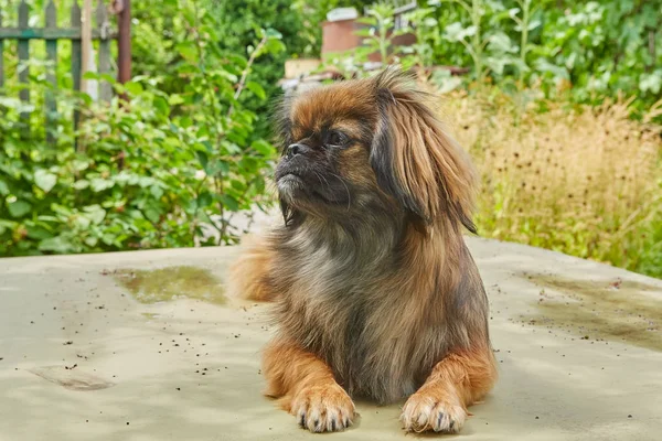 Симпатичная пекинская собака — стоковое фото