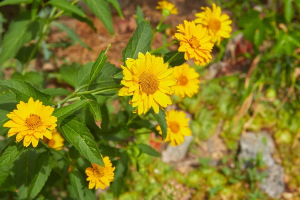 Yellow Flowers Summer Garden Sunny Day — Stock Photo, Image