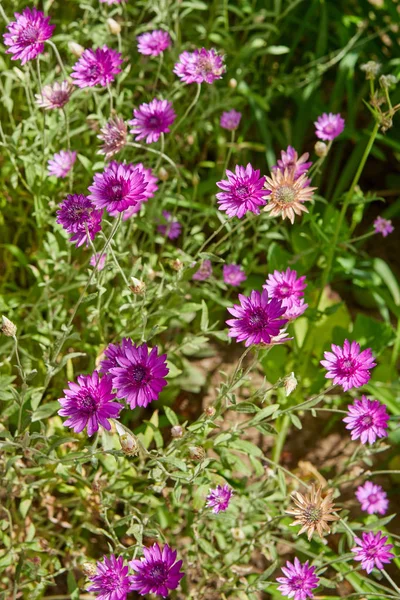 Lila Blommor Sommarträdgård Solig Dag — Stockfoto