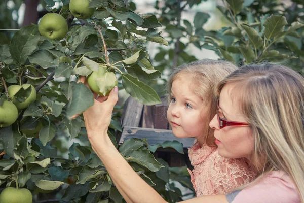 Happy Attractive Mother Little Adorable Daughter Picking Apples Garden — Stock Photo, Image