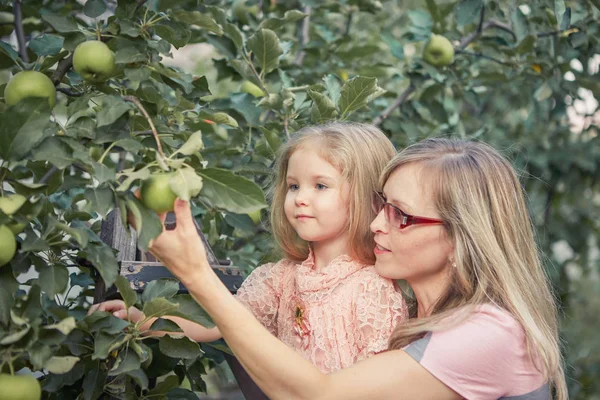 Happy Attractive Mother Little Adorable Daughter Picking Apples Garden — Stock Photo, Image