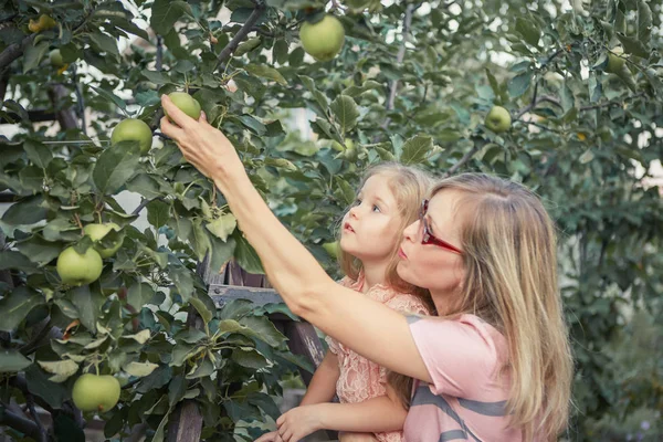 Happy Attractive Mother Little Adorable Daughter Picking Apples Garden — Stock Photo, Image