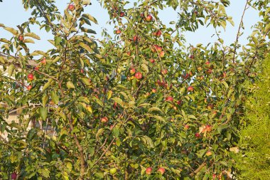 Bahçede bir elma ağacı