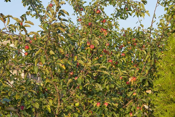 花园里的苹果树 — 图库照片