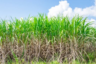 Mavi gökyüzü alanında şeker kamışı