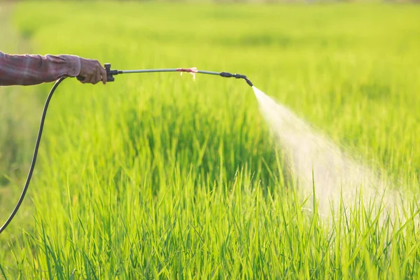 Agricoltore che utilizza pesticidi a spruzzo in risaia — Foto Stock