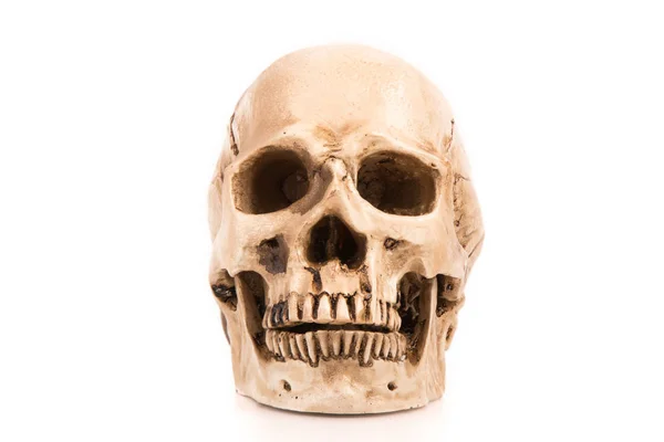 Vue de face du crâne humain — Photo