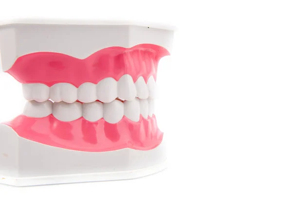 Dental Model — Stock Photo, Image