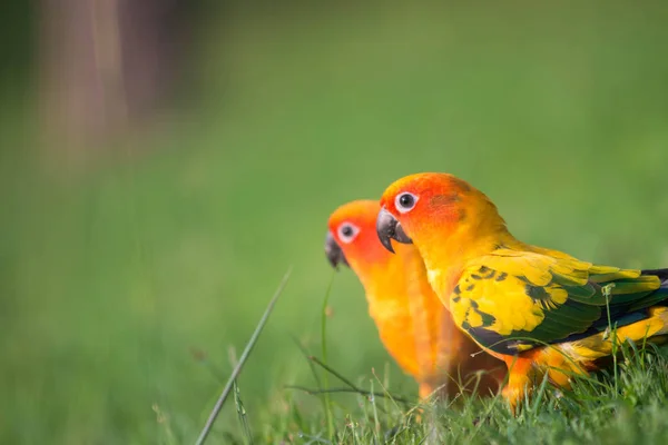 Güneş conure papağan kuş çim sahada — Stok fotoğraf