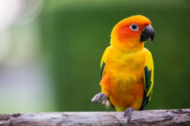 sarı renkli papağan, güneş conure