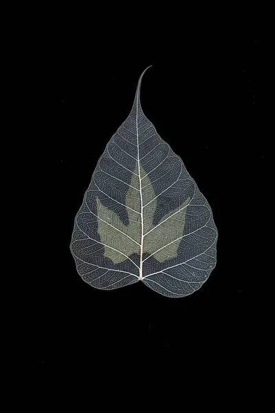 Texture sèche des feuilles Pho sur fond noir — Photo
