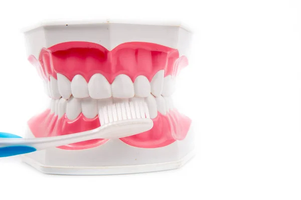 Dental Model  with toothbrush — Stock Photo, Image