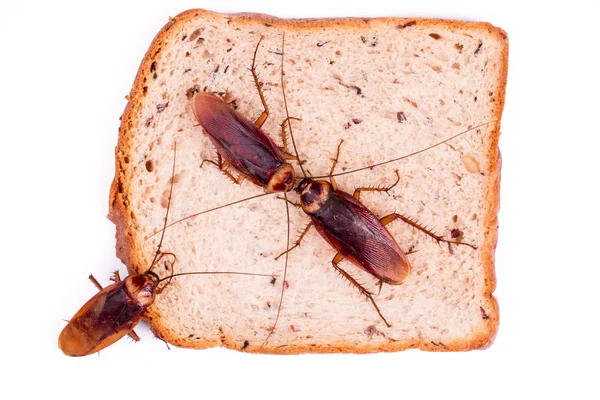 Таракан на куске хлеба — стоковое фото