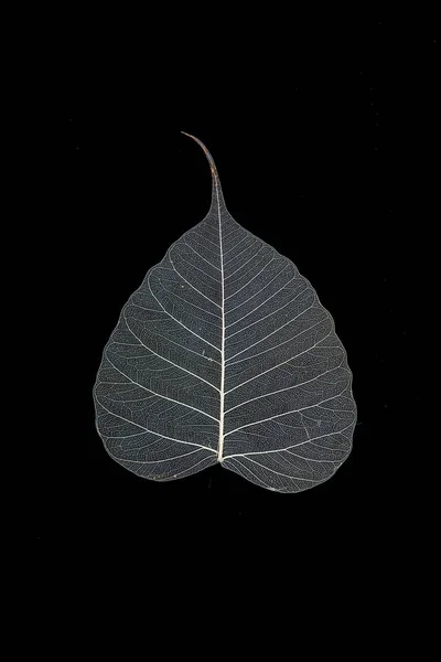 Seco Pho detalhe da folha textura no fundo preto — Fotografia de Stock