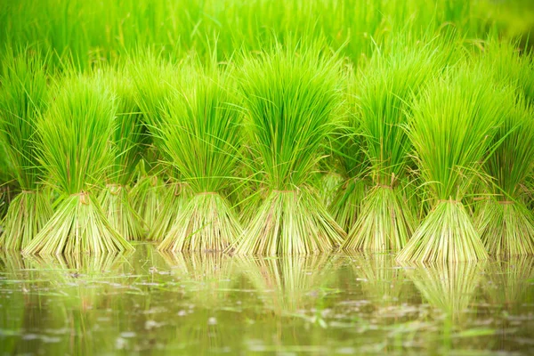 Arroz paddy no campo — Fotografia de Stock