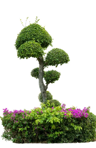 Bonsai fa kerti elszigetelt fehér — Stock Fotó