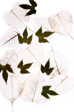 beyaz arka plan üzerinde kuru düz yaprakları