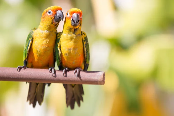 Sun conure parrot on the background of nature — Stock Photo, Image