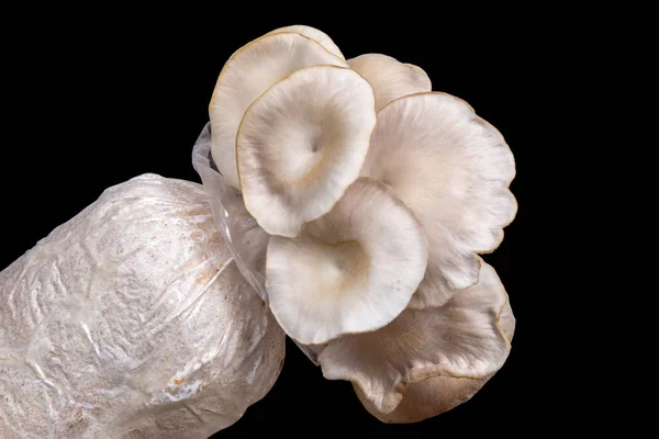 Champignons huîtres sur fond noir — Photo