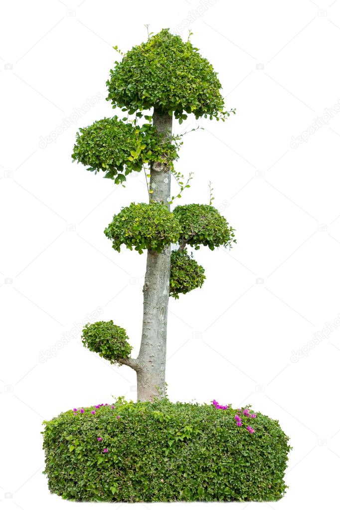 bonsai tree in garden isolated on white 