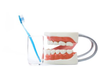 diş modeli, beyaz arka plan üzerinde diş modeli