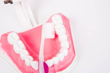 beyaz arka plan üzerinde diş fırçası ile diş modeli