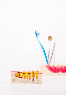 Beyaz arka planda Diş Diş Modeli ve diş aracı