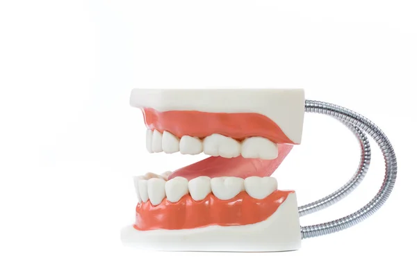 Modelo dental, modelo de dentes no fundo branco — Fotografia de Stock
