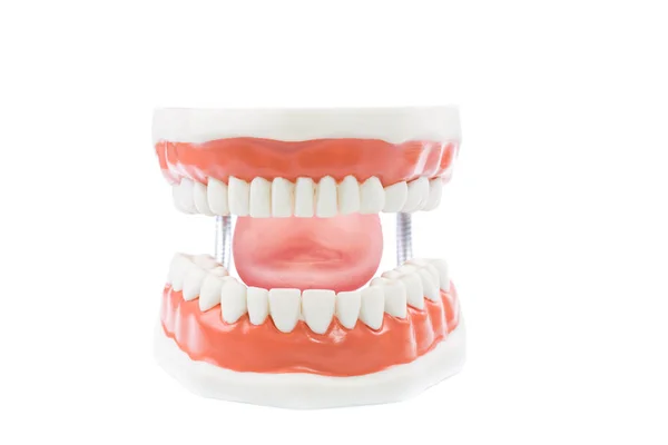 Dental model,teeth model on white background — Stock Photo, Image