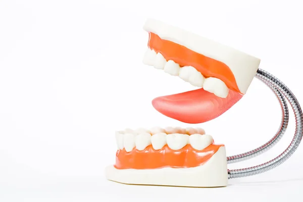 Modelo dental, modelo de dentes, ferramenta odontológica sobre fundo branco — Fotografia de Stock