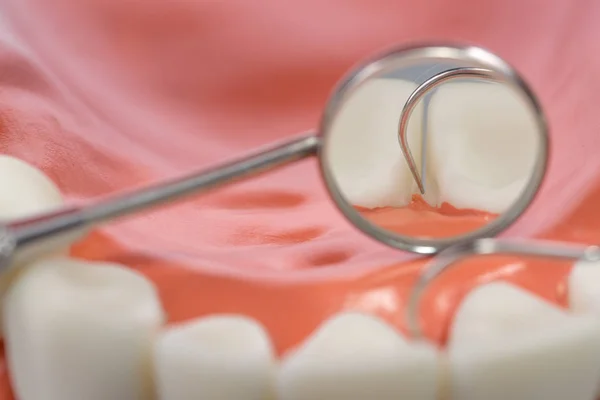 Модель зубов, модель зубов на белом фоне — стоковое фото