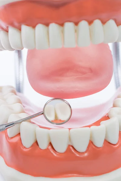 Модель зубов, модель зубов на белом фоне — стоковое фото