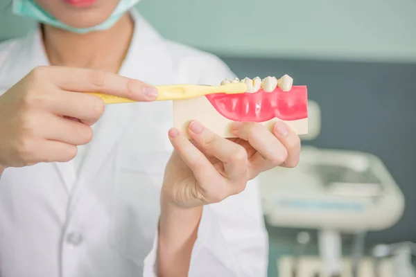 Женщина-дантист показывает на модели челюсти, как чистить зубы — стоковое фото